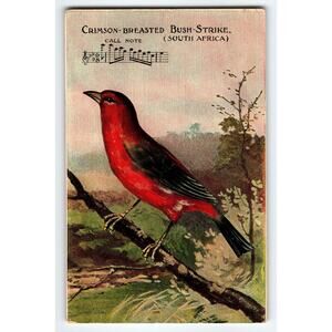 Vintage Crimson-Breasted Bush-Strike Bird Lithograph Postcard South Africa